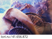 Close-up of bivalves-mussels, scallops and oysters in seawater. Стоковое фото, фотограф Андрей Журавлев / Фотобанк Лори