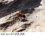 The red bugs. Стоковое фото, фотограф Леонид Еремейчук / Фотобанк Лори