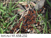 The red bugs. Стоковое фото, фотограф Леонид Еремейчук / Фотобанк Лори