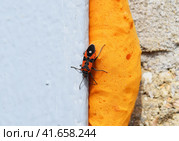 The red bugs. Стоковое фото, фотограф Леонид Еремейчук / Фотобанк Лори