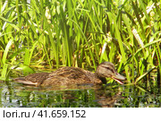 Duck swims next to sedge. The female ducks quacking in the pond. Стоковое фото, фотограф Андрей Журавлев / Фотобанк Лори