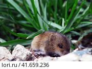 Mouse vole in the grass. A little wild mouse in the tall grass. Стоковое фото, фотограф Андрей Журавлев / Фотобанк Лори