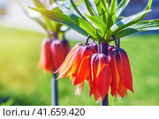 Fritillaria imperialis (crown imperial, fritillary or kaiser crown) is a species of flowering plant in the lily family. Five flowering plants Fritillaria imperialis, close-up. Стоковое фото, фотограф Андрей Журавлев / Фотобанк Лори