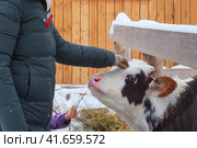 A young woman stroking a cow in a snow stall.. A child's hand gives a cow hay. Стоковое фото, фотограф Андрей Журавлев / Фотобанк Лори