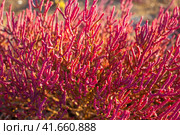 The bright red color of the saltwort plant growing in salty soils. Стоковое фото, фотограф Коханова Наталья / Фотобанк Лори