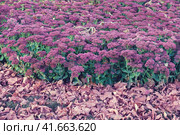 Sedum telephum is a perennial herbaceous succulent plant, a species of the genus Sedum in the family Crassulaceae. Стоковое фото, фотограф Андрей Журавлев / Фотобанк Лори