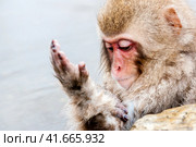 Snow monkey (Macaca fuscata) from Jigokudani Monkey Park in Japan, Nagano Prefecture. Cute Japanese macaque sitting in a hot spring. (2010 год). Стоковое фото, фотограф VittoriaChe / Фотобанк Лори