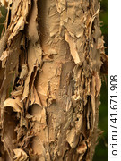 Close-up of the trunk of a tea tree. Melaleuca . Paperbark. Стоковое фото, фотограф Филатова Ирина / Фотобанк Лори