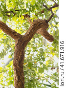 Large branch of a cork tree on the background of a crown. Стоковое фото, фотограф Филатова Ирина / Фотобанк Лори