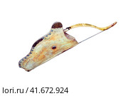 Quiver with bow hanging on a temporary dwelling of the nomadic tribe, isolated on a white background. Nomad weapons for hunting and war. Yurt hunters indigenous peoples of the North. Стоковое фото, фотограф Андрей Журавлев / Фотобанк Лори