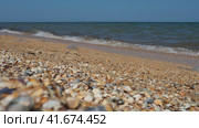 Sea shell beach in sunlight. Shimmering sea wave foams on sand Azov beach. Cerastoderma lamarcki, Hypanis colorata, Anadara inaequivalvis, Mytilus galloprovincialis, gastropods of bivalve molluscs. Стоковое видео, видеограф Юлия Петровская / Фотобанк Лори
