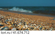 Sea shell beach in sunlight. Shimmering sea wave foams on sand Azov beach. Cerastoderma lamarcki, Hypanis colorata, Anadara inaequivalvis, Mytilus galloprovincialis, gastropods of bivalve molluscs. Стоковое видео, видеограф Юлия Петровская / Фотобанк Лори