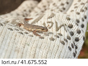 The common newt (lat. Lissotriton vulgaris) seeks for shelter for the winter in the garden. Стоковое фото, фотограф Андрей Жигальцов / Фотобанк Лори