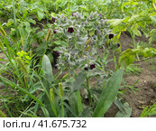Beautiful nonea purple flowers close to potato ditches. Цветущая нонея на грядке картофеля. Стоковое фото, фотограф Александр Кузнецов / Фотобанк Лори