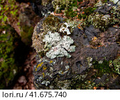 Parmelia sulcata lichen and moss on slag substrate. Лишайник рода Пармелия на шлаковом субстрате. Стоковое фото, фотограф Александр Кузнецов / Фотобанк Лори