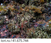 Cladonia cornutoradiata and moss on slag substrate. Лишайники рода Кладония среди мхов на шлаковом субстрате. Стоковое фото, фотограф Александр Кузнецов / Фотобанк Лори