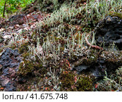Cladonia cornutoradiata and moss on slag substrate. Лишайники рода Кладония среди мхов на шлаковом субстрате. Стоковое фото, фотограф Александр Кузнецов / Фотобанк Лори