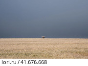 Lonely solitary tree in an open autumn field in the fog looking empty dismal depressing desolate bleak stark grim dramatic moody drab dim. Стоковое фото, фотограф Саблин Станислав / Фотобанк Лори
