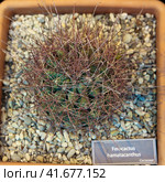 Ferocactus peninsulae and other varieties of cactus in pots. Стоковое фото, фотограф Ирина Вершинская / Фотобанк Лори