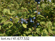 Berries of wild plum - a sloe. Стоковое фото, фотограф Леонид Еремейчук / Фотобанк Лори