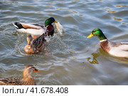 Ducks swimming in the pond. Wild mallard duck. Drakes and female. Стоковое фото, фотограф Леонид Еремейчук / Фотобанк Лори