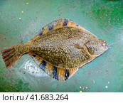 Flounder on the deck. Fishing on the boat. Bottom fish. Стоковое фото, фотограф Леонид Еремейчук / Фотобанк Лори