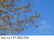 Blooming silver poplar. Silver poplar tree in spring. Poplar. Стоковое фото, фотограф Леонид Еремейчук / Фотобанк Лори