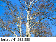 Blooming silver poplar. Silver poplar tree in spring. Poplar. Стоковое фото, фотограф Леонид Еремейчук / Фотобанк Лори