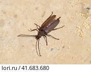 Beetle bark beetle. Imago of an insect. Beetle with long antennae. Стоковое фото, фотограф Леонид Еремейчук / Фотобанк Лори