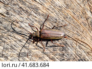 Beetle bark beetle. Imago of an insect. Beetle with long antennae. Стоковое фото, фотограф Леонид Еремейчук / Фотобанк Лори