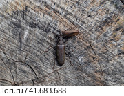 Beetle bark beetle. Imago of an insect. Beetle with long antennae. Стоковое фото, фотограф Леонид Еремейчук / Фотобанк Лори
