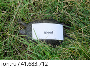 A bad internet symbol. Low download speed. Slow internet. Ordinary river tortoise of temperate latitudes. The tortoise is an ancient reptile. Стоковое фото, фотограф Леонид Еремейчук / Фотобанк Лори