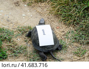 A bad internet symbol. Low download speed. Slow internet. Ordinary river tortoise of temperate latitudes. The tortoise is an ancient reptile. Стоковое фото, фотограф Леонид Еремейчук / Фотобанк Лори