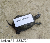 Internet speed. A bad internet symbol. Low download speed. Slow internet. Ordinary river tortoise of temperate latitudes. The tortoise is an ancient reptile. Стоковое фото, фотограф Леонид Еремейчук / Фотобанк Лори