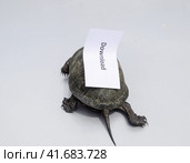 Download. A bad internet symbol. Low download speed. Slow internet. Ordinary river tortoise of temperate latitudes. The tortoise is an ancient reptile. Стоковое фото, фотограф Леонид Еремейчук / Фотобанк Лори