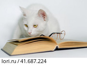 white cat with glasses and a book on a clean background close up. Стоковое фото, фотограф Артем Курутин / Фотобанк Лори