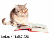 red cat in glasses with a book on a white background close up. Стоковое фото, фотограф Артем Курутин / Фотобанк Лори