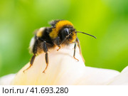 Bumblebee on a flower macro. Bumblebee collects flower nectar. Стоковое фото, фотограф Корнеев Вячеслав / Фотобанк Лори