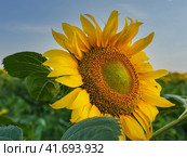 Bright yellow blooming sunflower flower close-up in a sunflower field. beautiful sunflower flower. Стоковое фото, фотограф Александр Кротков / Фотобанк Лори