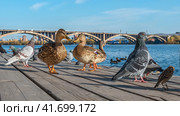 Утки и голуби на фоне моста через реку Енисей г.Красноярск (2023 год). Стоковое фото, фотограф Анатолий Володин / Фотобанк Лори