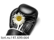Boxing glove with a large chamomile flower close up. Стоковое фото, фотограф Артем Курутин / Фотобанк Лори