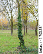 Ivy grows on the trunk of a tree. The plant is a parasite. Ivy poisonous, ivy ordinary. Стоковое фото, фотограф Леонид Еремейчук / Фотобанк Лори