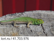 An ordinary quick green lizard. Lizard on the cut of a tree stump. Sand lizard, lacertid lizard. Стоковое фото, фотограф Леонид Еремейчук / Фотобанк Лори