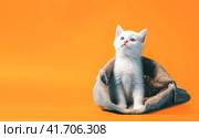 white kitten in a sack on orange background. Стоковое фото, фотограф Артем Курутин / Фотобанк Лори