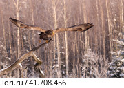 Орлан-белохвост слетает с ветки (Haliaeetus albicilla) Стоковое фото, фотограф EgleKa / Фотобанк Лори