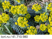 Green flowers of Myrtle Euphorbia myrsinites, the myrtle spurge, blue spurge or broad-leaved glaucous-spurge. Стоковое фото, фотограф Ольга Сейфутдинова / Фотобанк Лори