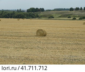 Moscow region, Russia - September 1, 2018. Windrowed straw on the harvested field. Sunny day view. Валок из соломы на сжатом поле. Стоковое фото, фотограф Александр Кузнецов / Фотобанк Лори