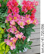 Альстремерия (лат. Alstroemeria), перуанская лилия. Стоковое фото, фотограф Елена Коромыслова / Фотобанк Лори