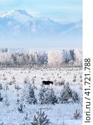 Beautiful winter landscape with black horse grazing on white snow-covered meadow in foothill valley against background of frosty forest and snowy mountain peaks. Winter travel. Siberia, Buryatia, Tunka Valley. Стоковое фото, фотограф Виктория Катьянова / Фотобанк Лори