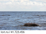 Baltic Sea is under cloudy sky on a daytime. Common tern birds sit on the stone. Стоковое фото, фотограф EugeneSergeev / Фотобанк Лори